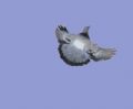 Columba livia
